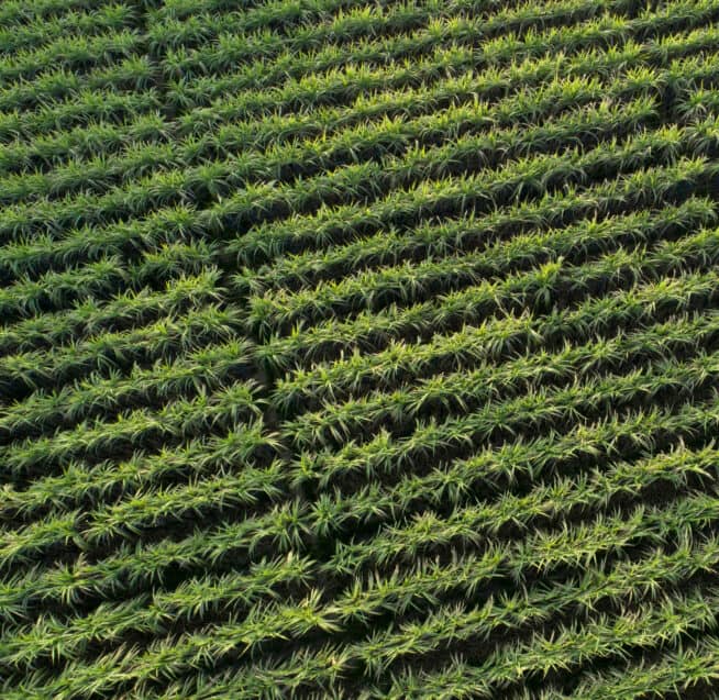 Aerial view of sugarcane plants growing at field