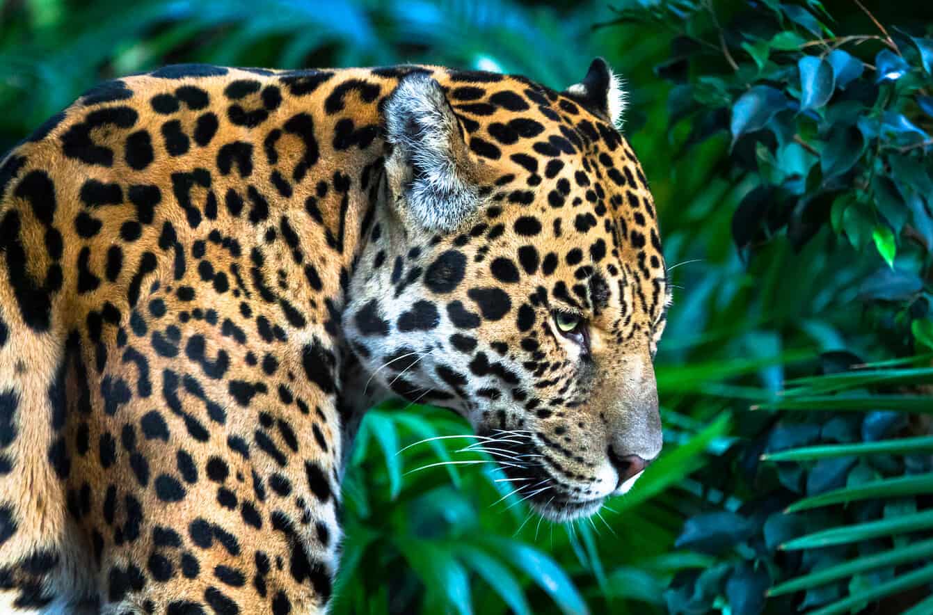 Mexican Jaguar