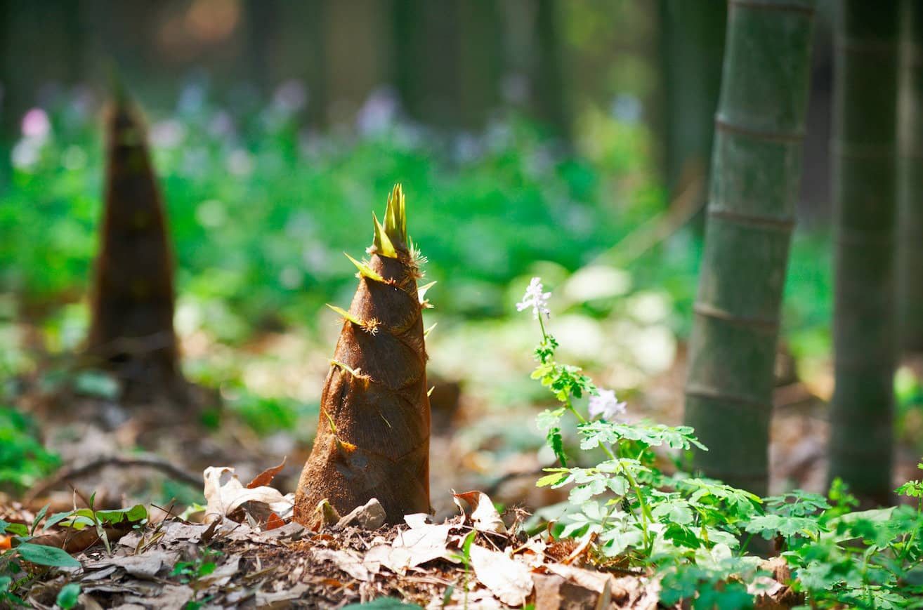 Raices de bambu